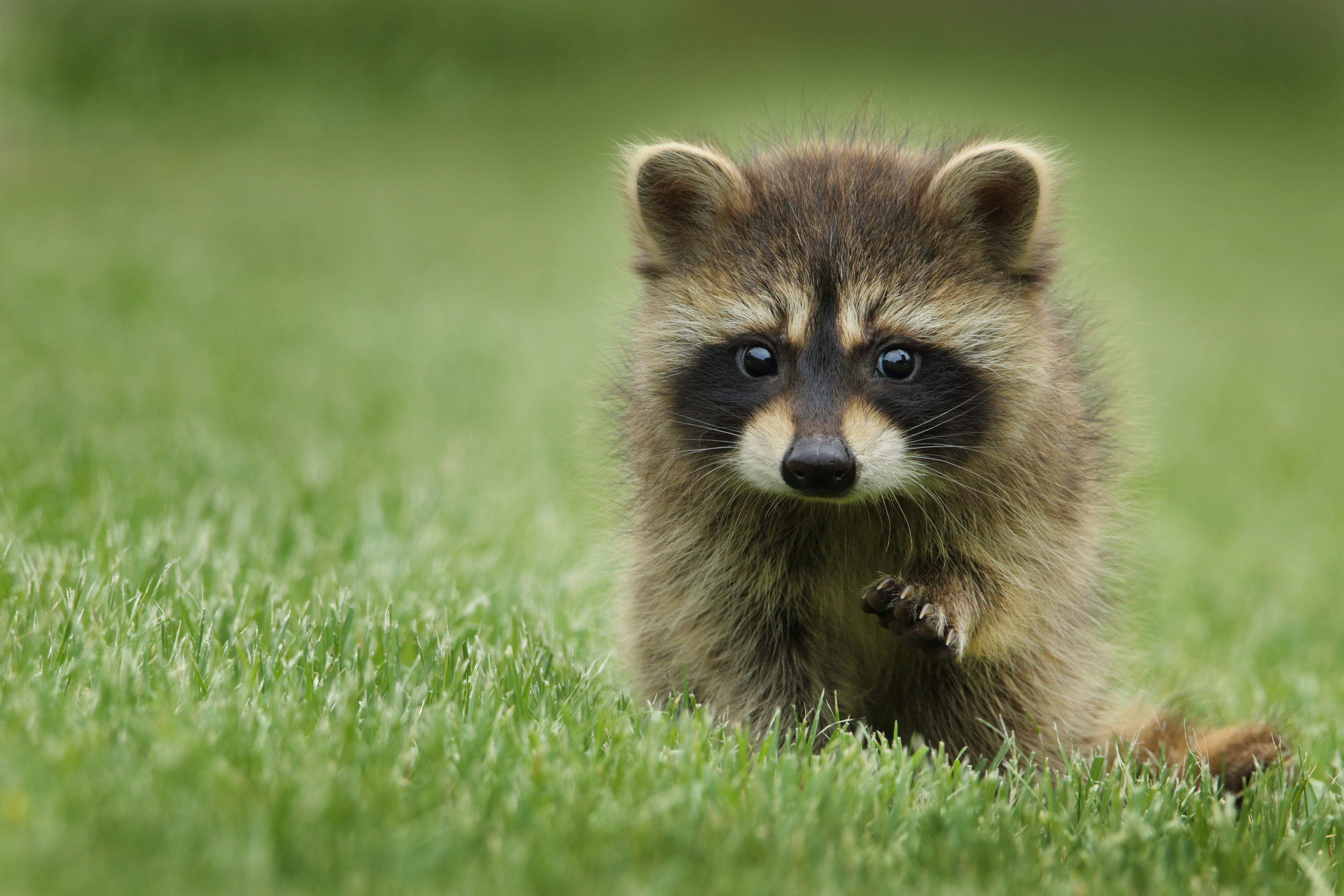 hands holding three baby raccoons