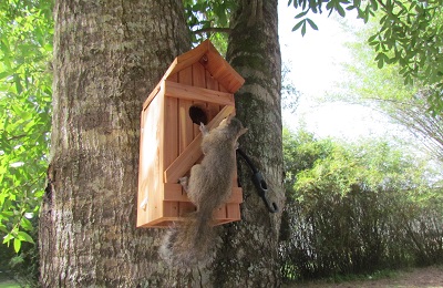 baby squirrel