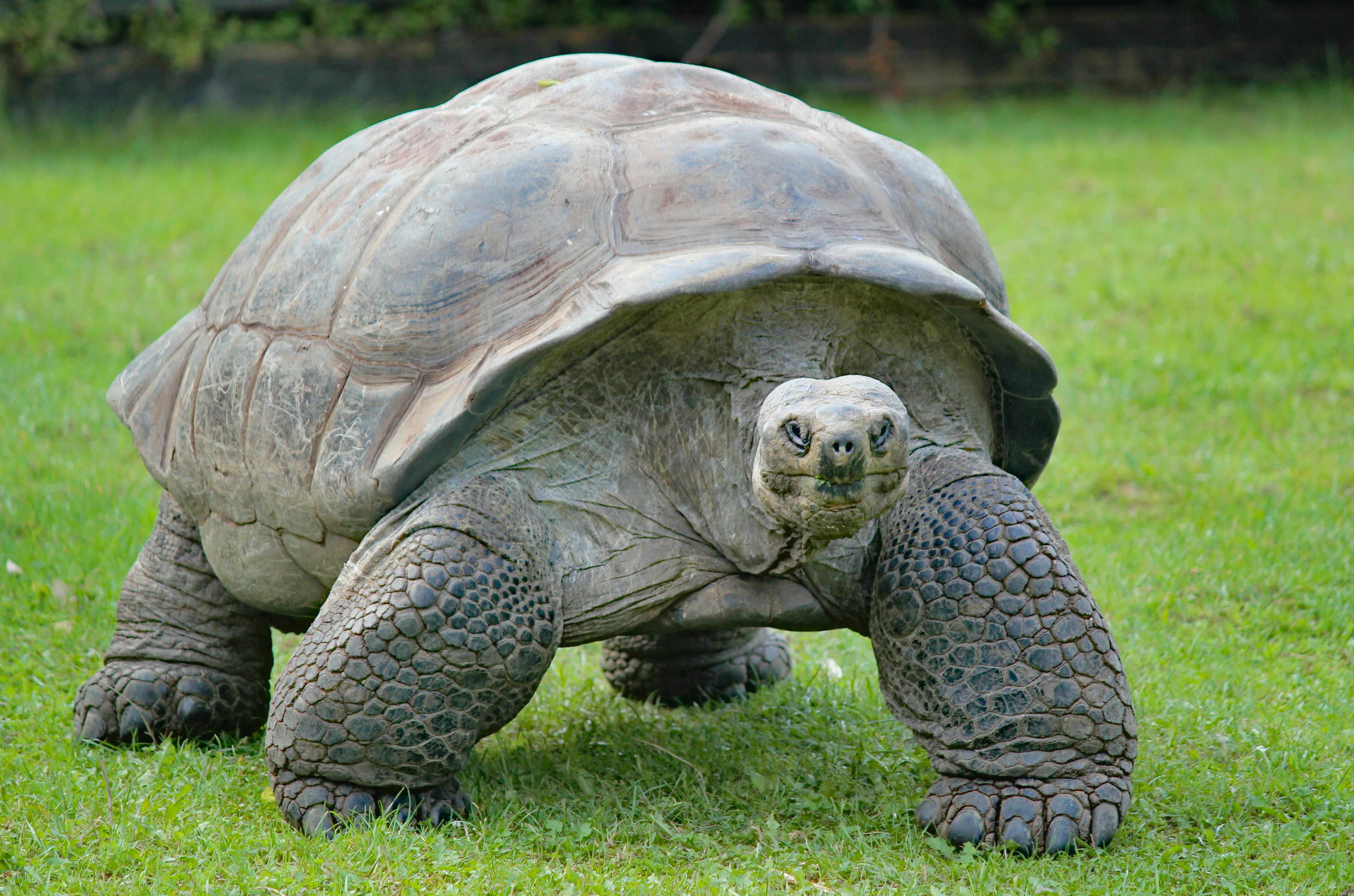 tortoise eating vegetation